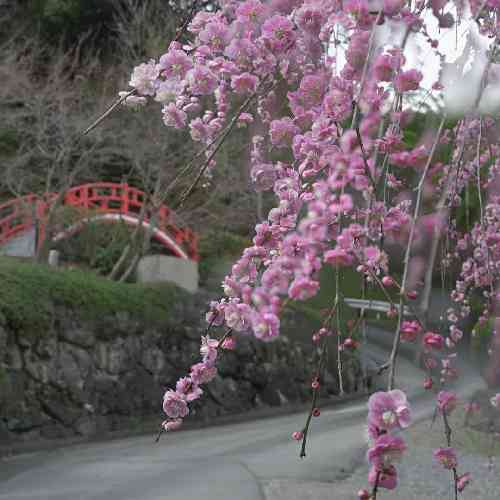 حسین عاشقی میرم از پیشت میرم دلمو پس میگیرم